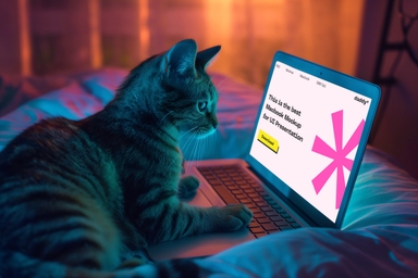 Cat Working on Laptop Mockup