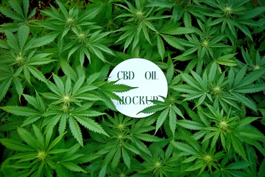 Circular CBD Oil Branding Paper Mockup