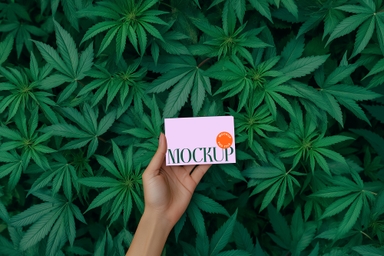 Hand Holding Business Card Mockup on Top of Cannabis Plants